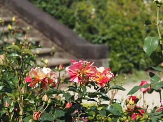 きらりとい名のバラ
