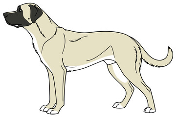 Anatolian Shepherd Standing with Dignity An Animated Canine Illustration Featuring Defined Outlines and Neutral Tones A Majestic and Loyal Companion