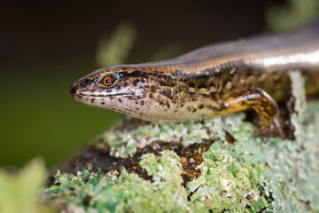 New Zealand striped skink resting on colorful flower