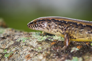 New Zealand striped skink resting on colorful flower