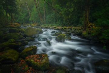 Obraz premium River in the tropical forest