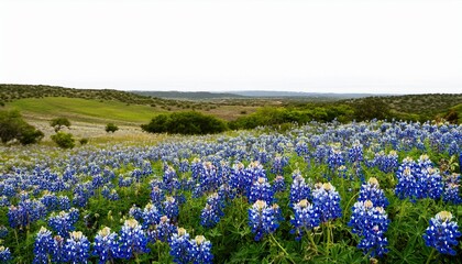 Fototapeta premium field of bluebonnets in texas landscape isolated on transparent background for nature and travel marketing