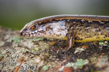 New Zealand striped skink resting on colorful flower