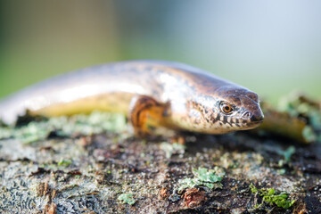 New Zealand striped skink resting on colorful flower