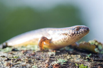 New Zealand striped skink resting on colorful flower