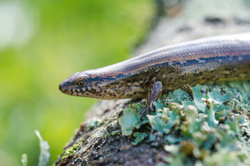 New Zealand striped skink resting on colorful flower