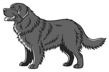 Majestic Newfoundland Dog Illustration Standing Profile a Large Working Dog Breed From Canada With Thick Fur