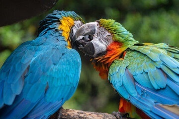 毛繕いをする二匹のコンゴウインコ