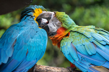 毛繕いをする二匹のコンゴウインコ