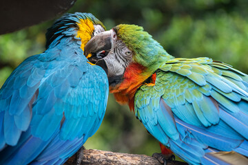 毛繕いをする二匹のコンゴウインコ