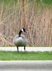 Canada Goose by the Curb
