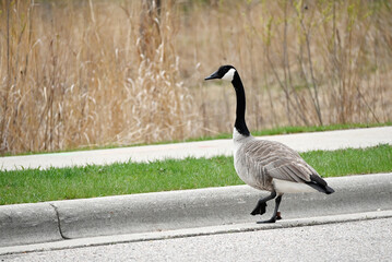 Canada Goose by the Curb