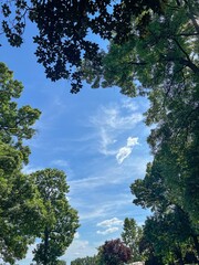 Airplane in Blue Sky Framed by Green Trees on a Summer Day