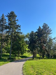 Curved Path Through Green Park with Tall Trees