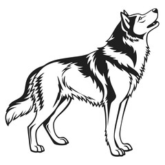 Majestic Siberian Husky in Black and White A Striking Canine Portrait Showcasing Breed Beauty and Distinctive Markings