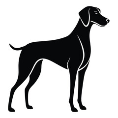 Elegant Silhouette of a German Shorthaired Pointer Captivating Canine Breed Displaying Sleek Lines and Distinctive Features a Study in Contrast