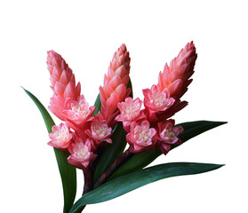 Blooming pink ginger flowers in nature vibrant botanical isolated on transparent background