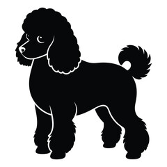 Elegant Silhouette of a Standard Poodle Standing Gracefully with Its Distinctive Curly Coat and Pompom Tail on a White Background