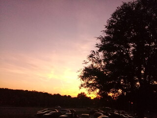 sunset in the forest