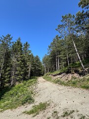 Wide Forest Road Through Pine Trees in the Mountains