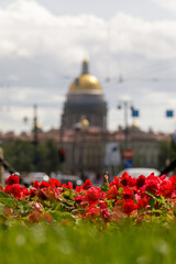 Bright red summer flowers in the foreground with the blurred golden dome of Saint Isaac's Cathedral rising above the cityscape in Saint Petersburg.