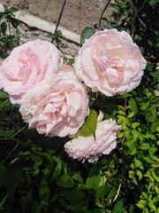 Obraz premium Delicate pink roses in a spring garden.