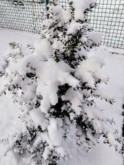Boxwood covered with snow in winter on a frosty day.