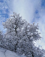 tree in snow