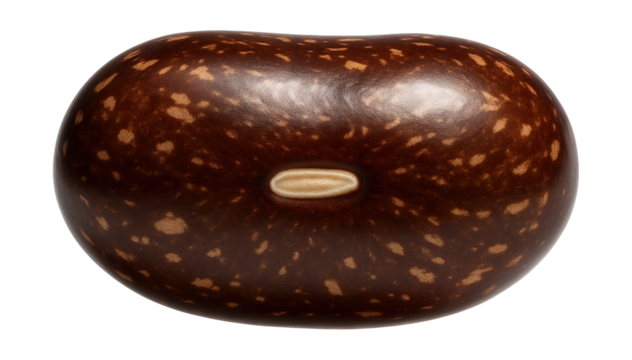 Brown speckled bean seed with glossy surface