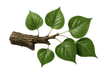 Cottonwood branch with broad, diamond-shaped leaves and deeply fissured bark