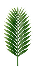 Coconut palm leaf with pinnate structure and segmented leaflets