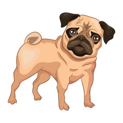 Realistic dog Pug breed white background - Vector illustration
