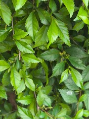 green leaves background