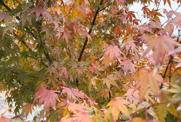 Orange fall leaves in park, autumn natural background