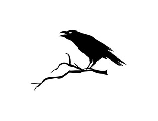 Crow perched on branch silhouette