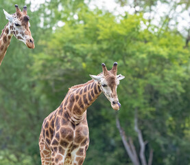 Giraffes at summer in germany isolated while a sunny day