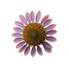 Obraz premium Top-down perspective close-up of a purple coneflower, displaying its vibrant color