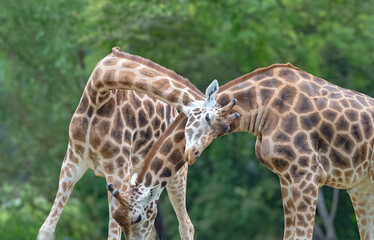 Giraffes at summer in germany isolated while a sunny day