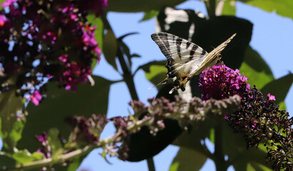 papillon à longue queue © Jacky Jeannet