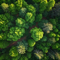 Naklejka premium Forest Top‑View Tree Canopy Texture