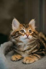 Portrait of a striped kitten of the Kuril bobtail at home. A small, thoroughbred kitten