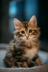 Portrait of a striped kitten of the Kuril bobtail at home. A small, thoroughbred kitten