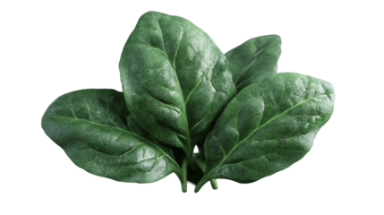 Fresh spinach leaves bursting with vibrant green goodness a symbol of healthy eating and on transparent background