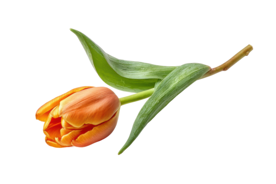 PNG Orange tulip with green leaves on black background