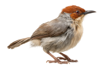 PNG Crested red bird with brown and gray plumage on white background