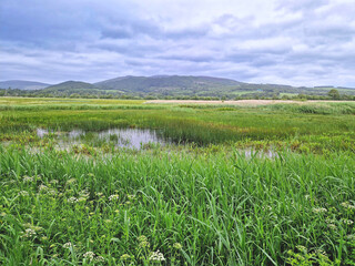 Wet grassland habitat in Dumfries and Galloway, Scotland