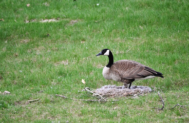 Canada Goose on Nest