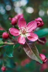 Close up of a pink flower with a green stem. Vertical phone wallpaper