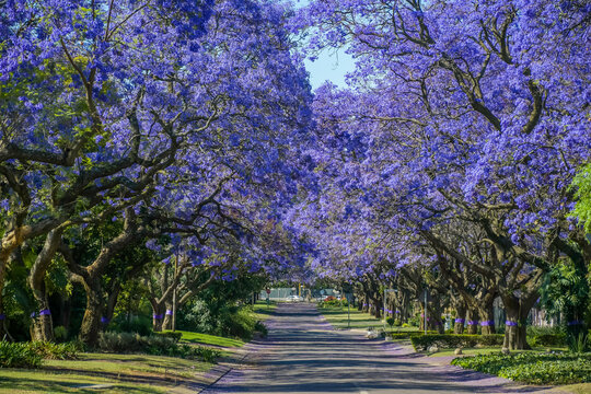 A picturesque street lined with vibrant purple jacaranda trees in full bloom in pretoria south africa - Powered by Adobe
