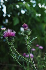 Two purple flowers with green stems. Vertical phone wallpaper